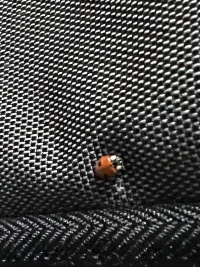 2023-09-06-Colorado-04-Ladybug.JPG