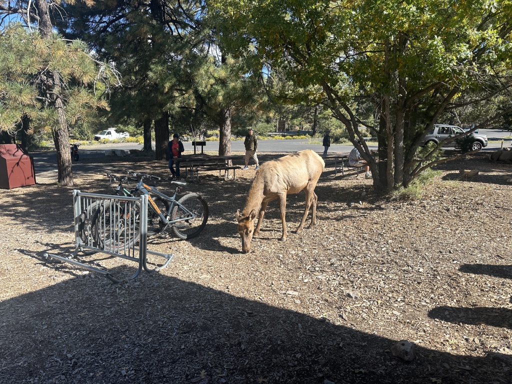 2023-10-09-Grand-Canyon-221-elk-at-showers.JPG