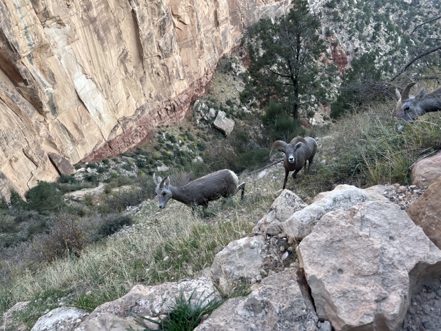 2023-10-09-Grand-Canyon-208-sheep.JPG