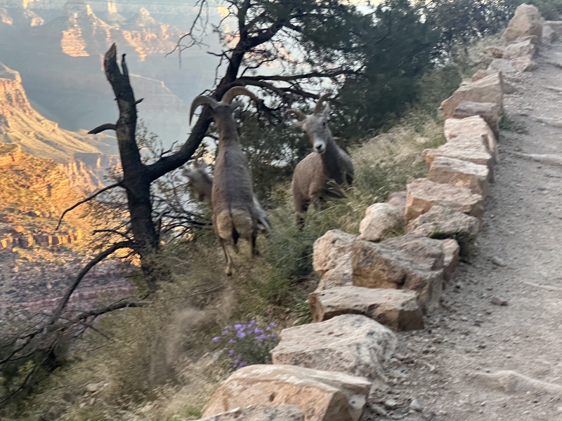 2023-10-09-Grand-Canyon-204-sheep.JPG