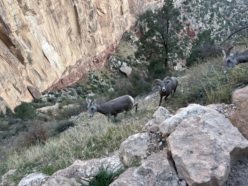2023-10-09-Grand-Canyon-208-sheep.JPG