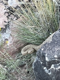 2023-10-05-Grand-Canyon-076-Rattlesnake.jpg