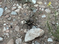2023-10-05-Grand-Canyon-077-Tarantula.JPG