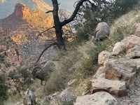 2023-10-09-Grand-Canyon-205-sheep.JPG