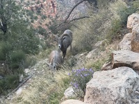 2023-10-09-Grand-Canyon-206-sheep.JPG