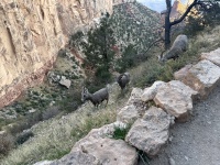 2023-10-09-Grand-Canyon-207-sheep.JPG