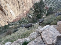 2023-10-09-Grand-Canyon-208-sheep.JPG