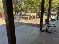 2023-10-09-Grand-Canyon-220-elk-at-showers.JPG
