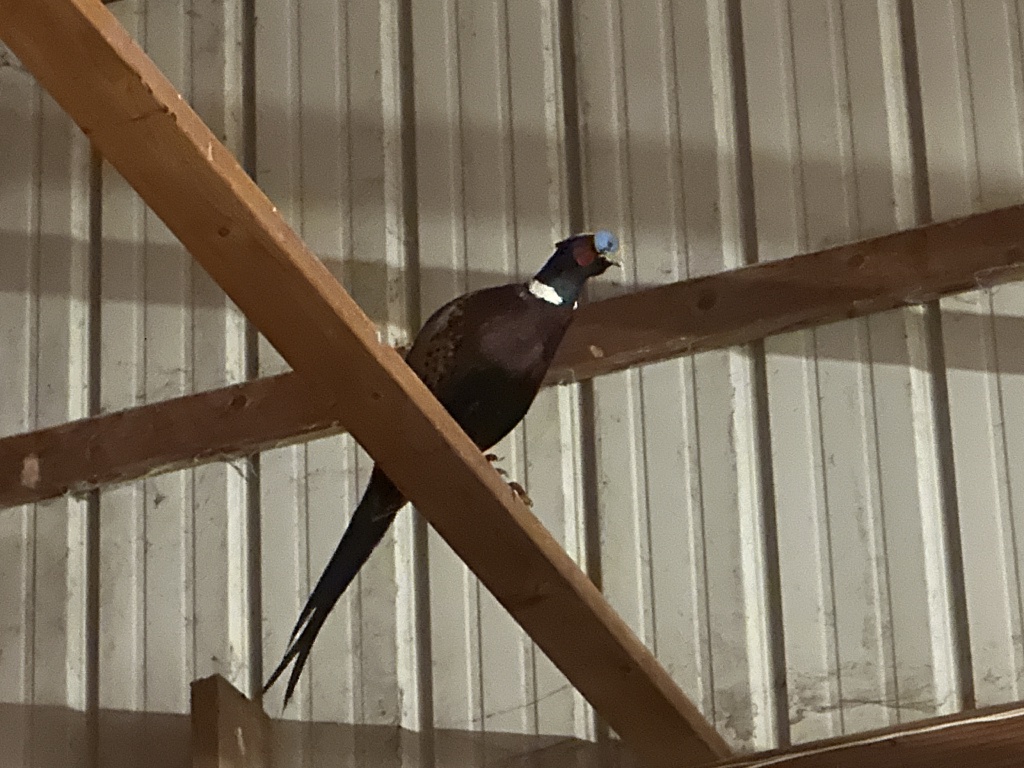 2023-11-05-SD-Pheasant-Hunting-07-birds-in-barn.JPG