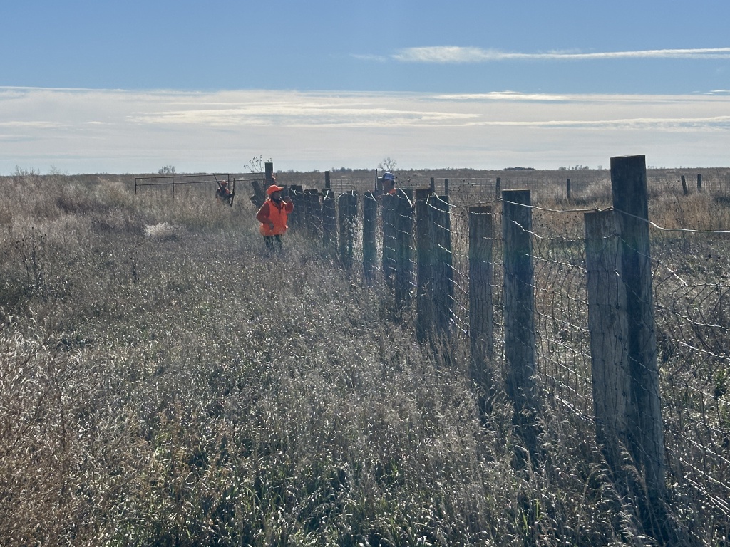 2023/11(November)/Pheasant-Hunting-SD/1024x768_2023-11-06-SD-Pheasant-Hunting-15-Oleo-land-Kali-Tappen.JPG