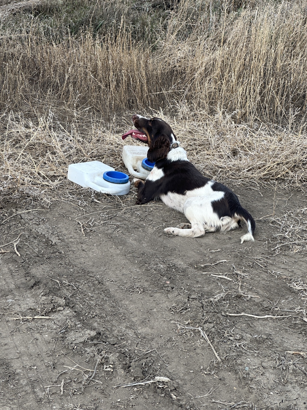 2023/11(November)/Pheasant-Hunting-SD/1024x768_2023-11-06-SD-Pheasant-Hunting-16.JPG