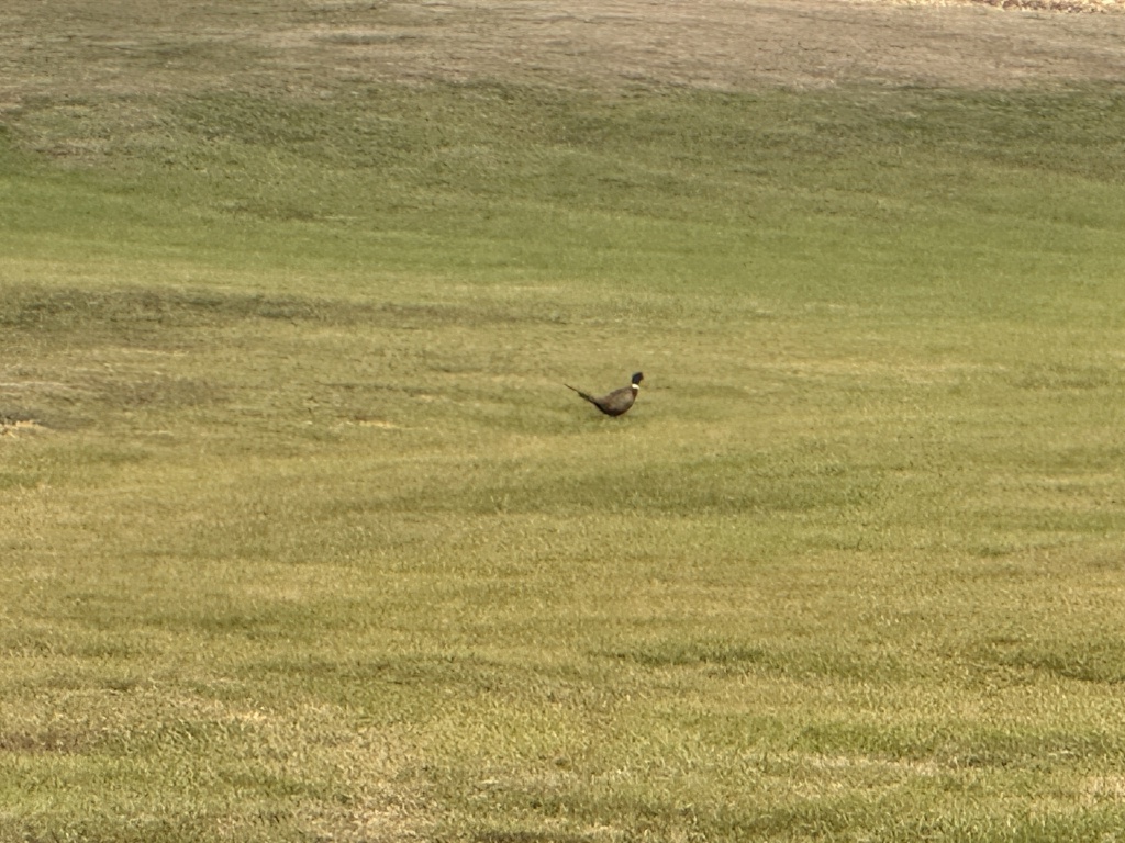 2023-11-08-SD-Pheasant-Hunting-30.JPG