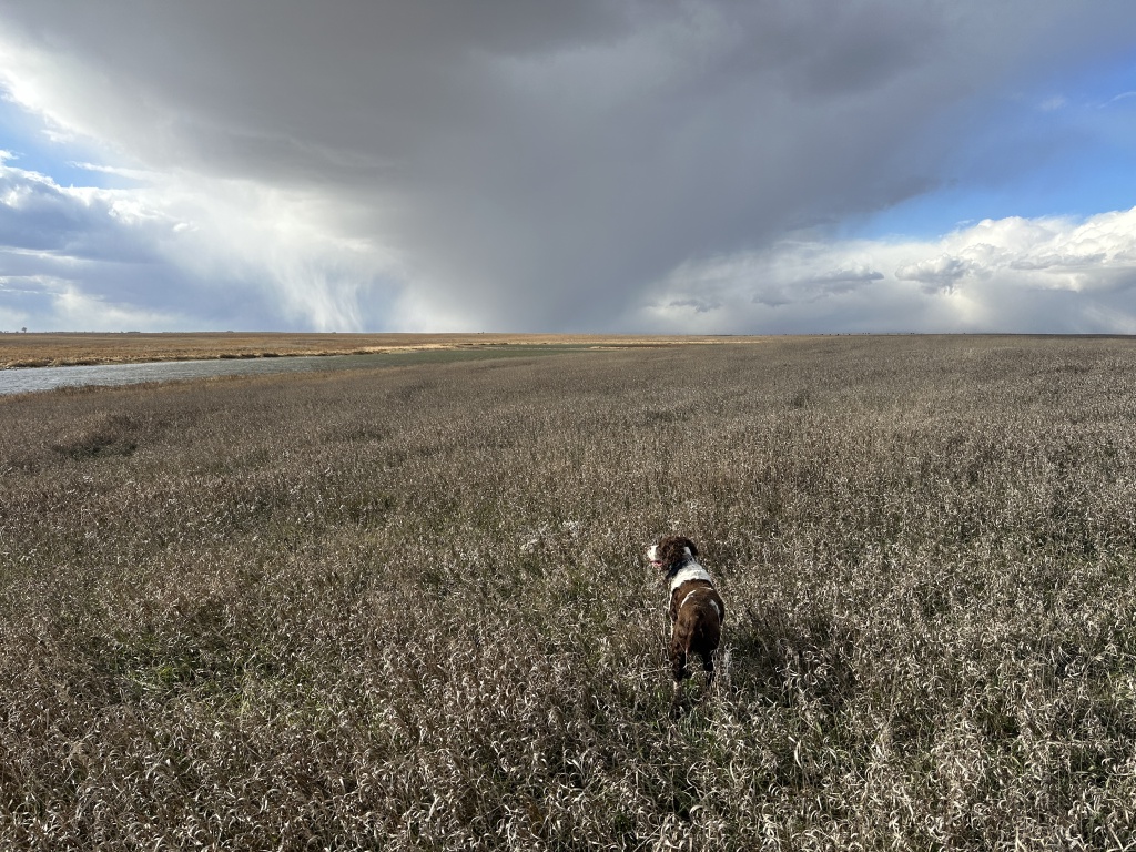 2023/11(November)/Pheasant-Hunting-SD/1024x768_2023-11-09-SD-Pheasant-Hunting-50.JPG
