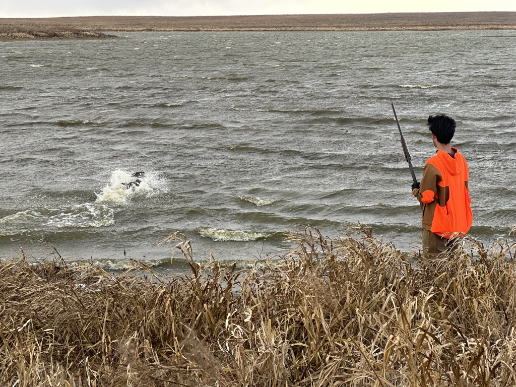 2023-11-09-SD-Pheasant-Hunting-52-Jace-dog-fetching-downed-bird-from-water.JPG
