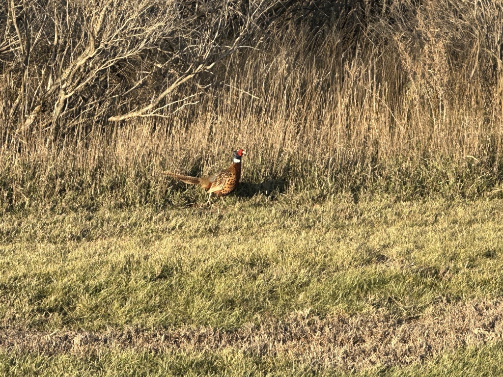 2023/11(November)/Pheasant-Hunting-SD/1024x768_2023-11-09-SD-Pheasant-Hunting-54.JPG