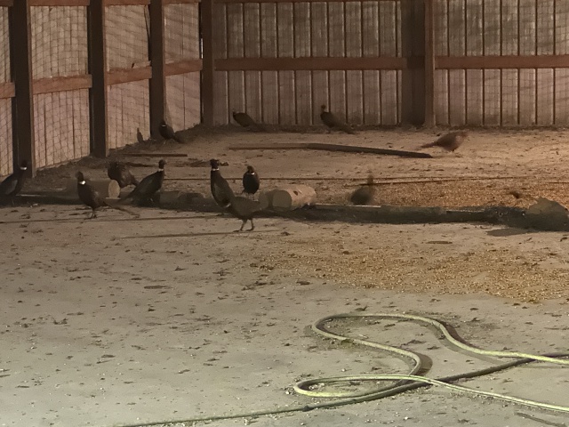 2023/11(November)/Pheasant-Hunting-SD/640x480_2023-11-05-SD-Pheasant-Hunting-05-birds-in-barn.JPG
