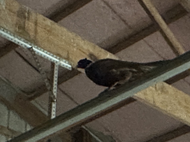 2023/11(November)/Pheasant-Hunting-SD/640x480_2023-11-05-SD-Pheasant-Hunting-06-birds-in-barn.JPG