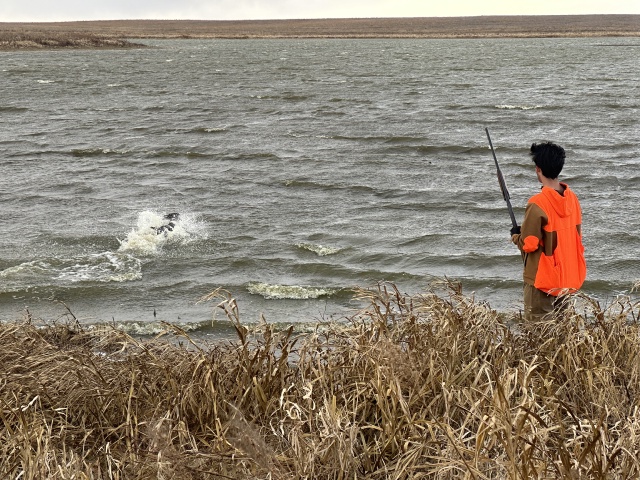 2023-11-09-SD-Pheasant-Hunting-52-Jace-dog-fetching-downed-bird-from-water.JPG
