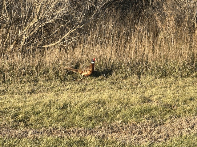 2023-11-09-SD-Pheasant-Hunting-54.JPG