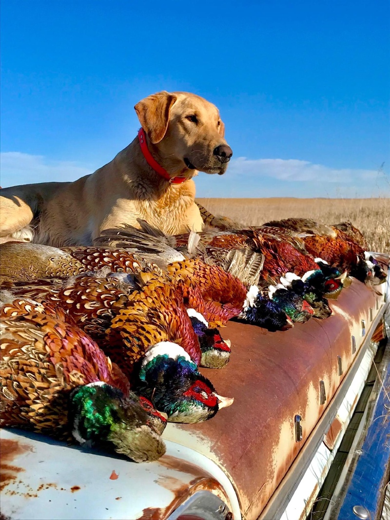 2023-11-03-SD-Pheasant-Hunting-01-Facebook-pic.JPG