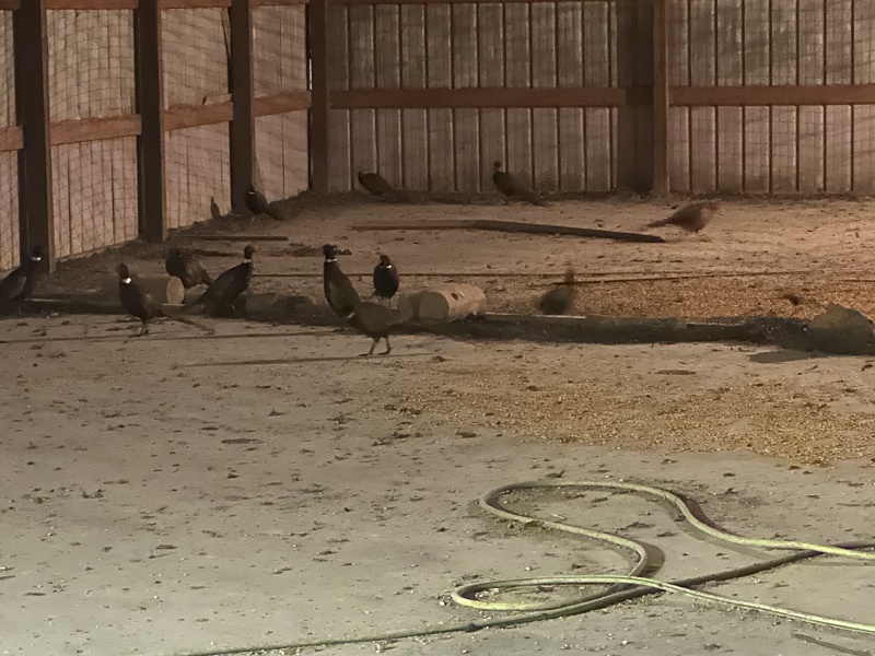 2023-11-05-SD-Pheasant-Hunting-05-birds-in-barn.JPG