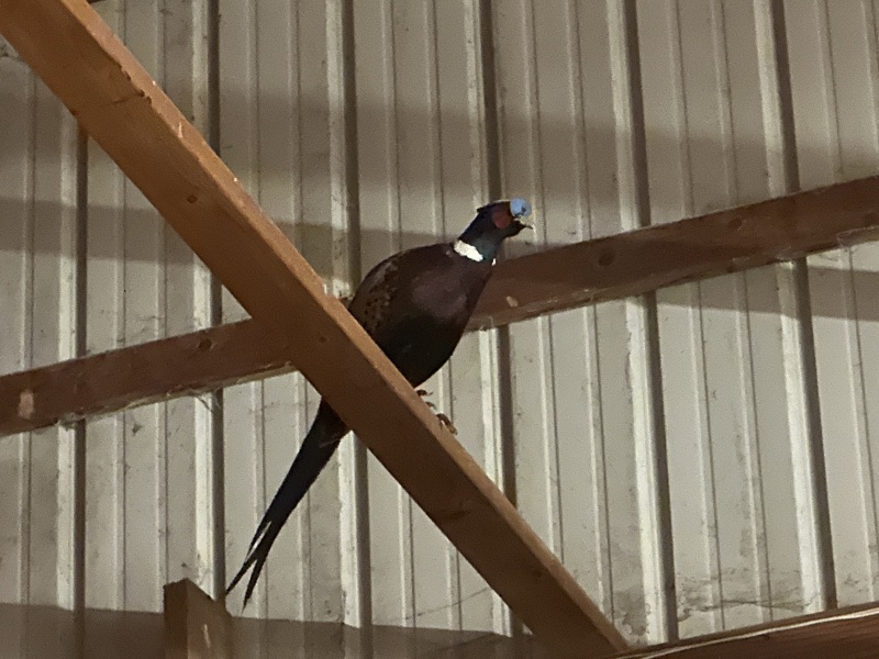 2023-11-05-SD-Pheasant-Hunting-07-birds-in-barn.JPG
