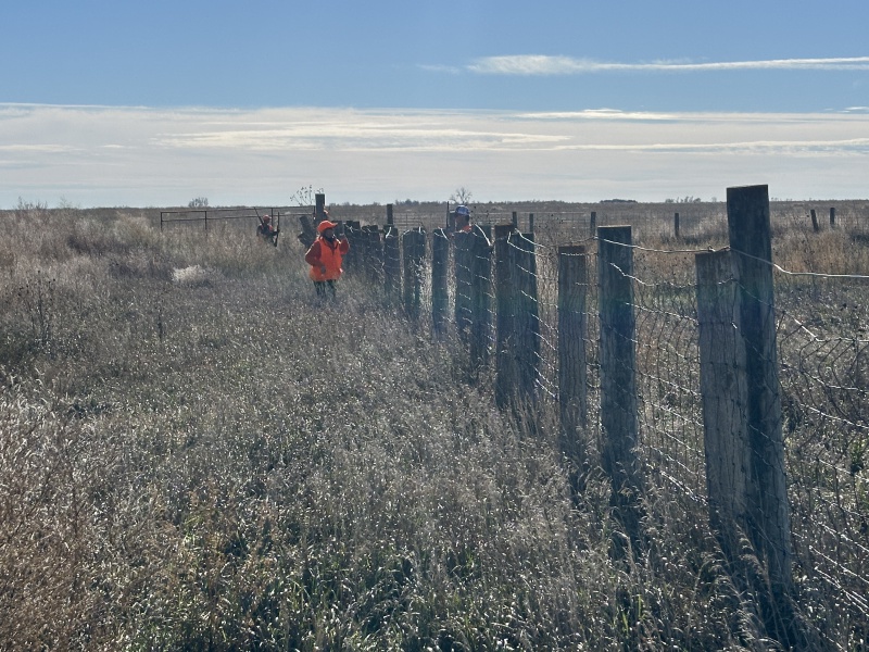 2023-11-06-SD-Pheasant-Hunting-15-Oleo-land-Kali-Tappen.JPG