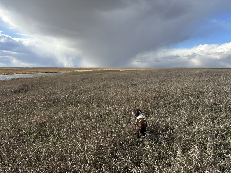 2023/11(November)/Pheasant-Hunting-SD/800x600_2023-11-09-SD-Pheasant-Hunting-50.JPG
