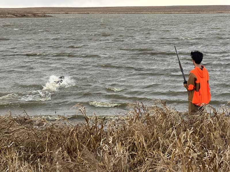 2023-11-09-SD-Pheasant-Hunting-52-Jace-dog-fetching-downed-bird-from-water.JPG