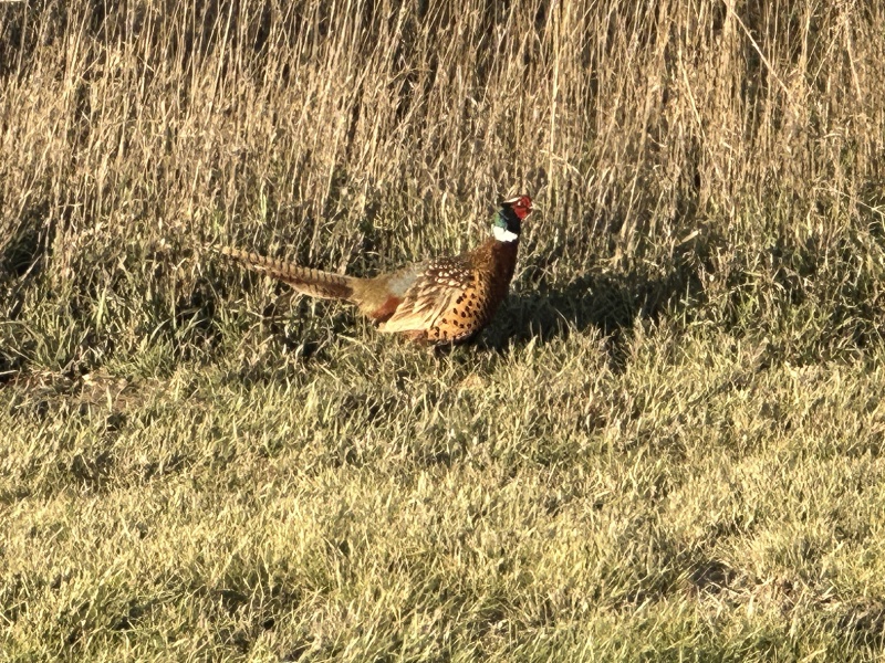 2023/11(November)/Pheasant-Hunting-SD/800x600_2023-11-09-SD-Pheasant-Hunting-55.JPG