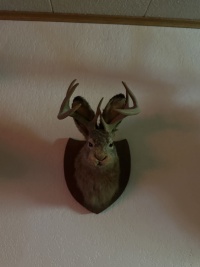 2023-11-06-SD-Pheasant-Hunting-19-jackalope.JPG
