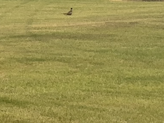 2023-11-08-Pheasant-running.png