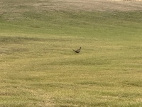 2023-11-08-SD-Pheasant-Hunting-30.JPG