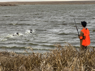2023-11-09-Dogs-retrieving-pheasant-from-lake.png