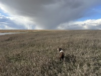 2023-11-09-SD-Pheasant-Hunting-50.JPG