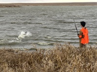 2023-11-09-SD-Pheasant-Hunting-52-Jace-dog-fetching-downed-bird-from-water.JPG