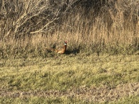 2023-11-09-SD-Pheasant-Hunting-54.JPG