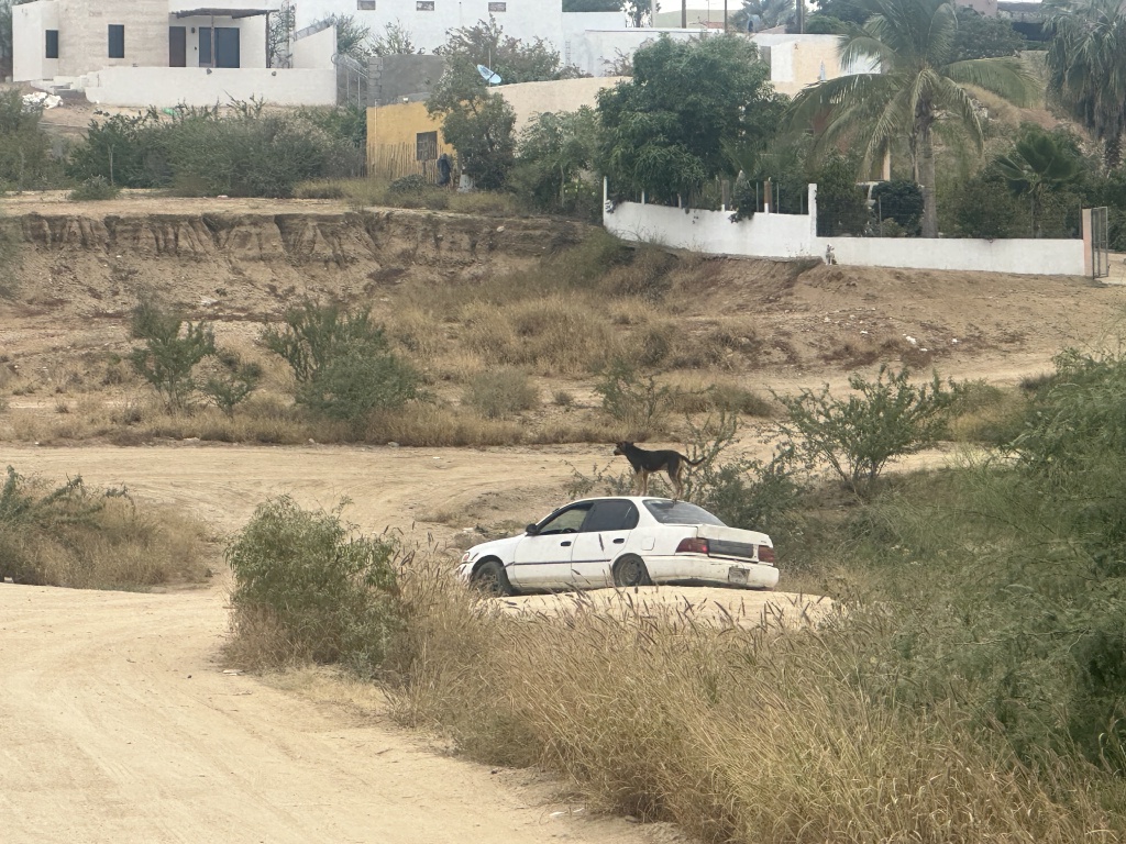 2023-12-22-Mexico-Baljala-016-dog-car-surfing.JPG