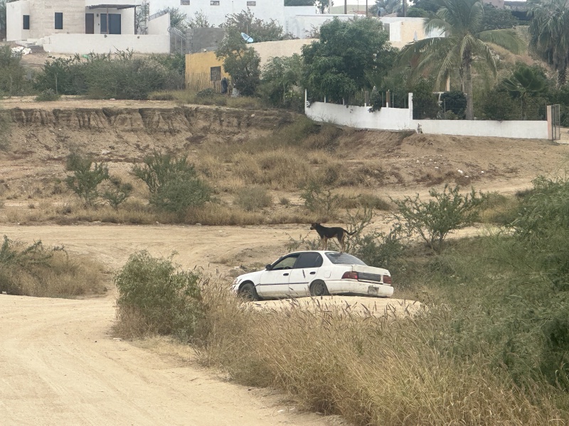 2023-12-22-Mexico-Baljala-016-dog-car-surfing.JPG