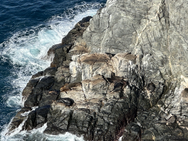 2023/12(December)/Mexico-Baljala/800x600_2023-12-24-Mexico-Baljala-038-Seals.JPG