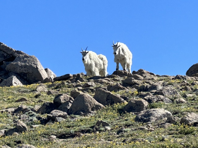 2023-07-15-Hiking-Cupid-Grizzly-28-mountain-goats-GOOD.JPG