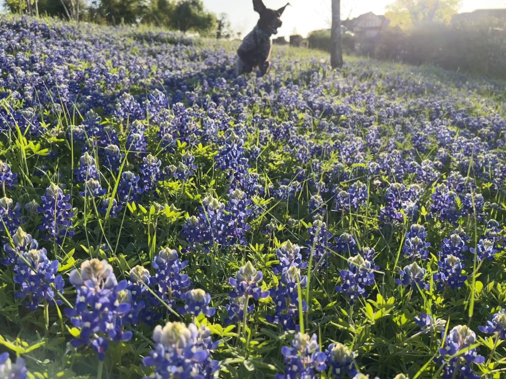 2024-03-25-09-Blaze-Bluebonnets.JPG