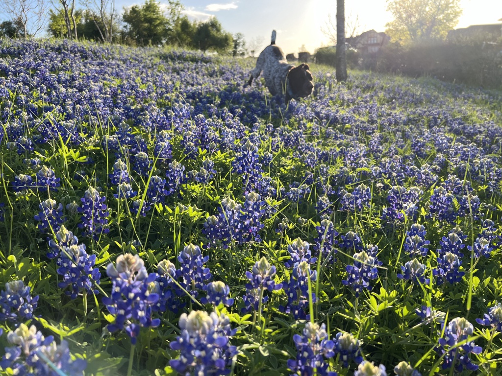 2024/01(January)/Blaze/1024x768_2024-03-25-10-Blaze-Bluebonnets.JPG