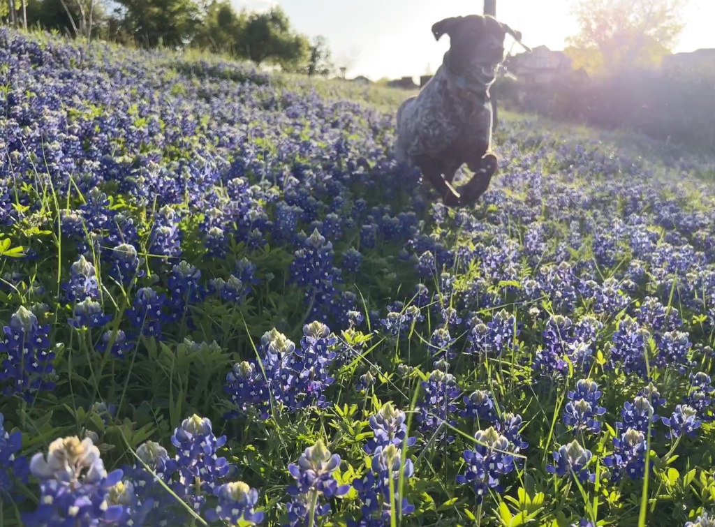 2024/01(January)/Blaze/1024x768_2024-03-25-11-Blaze-Bluebonnets.JPG