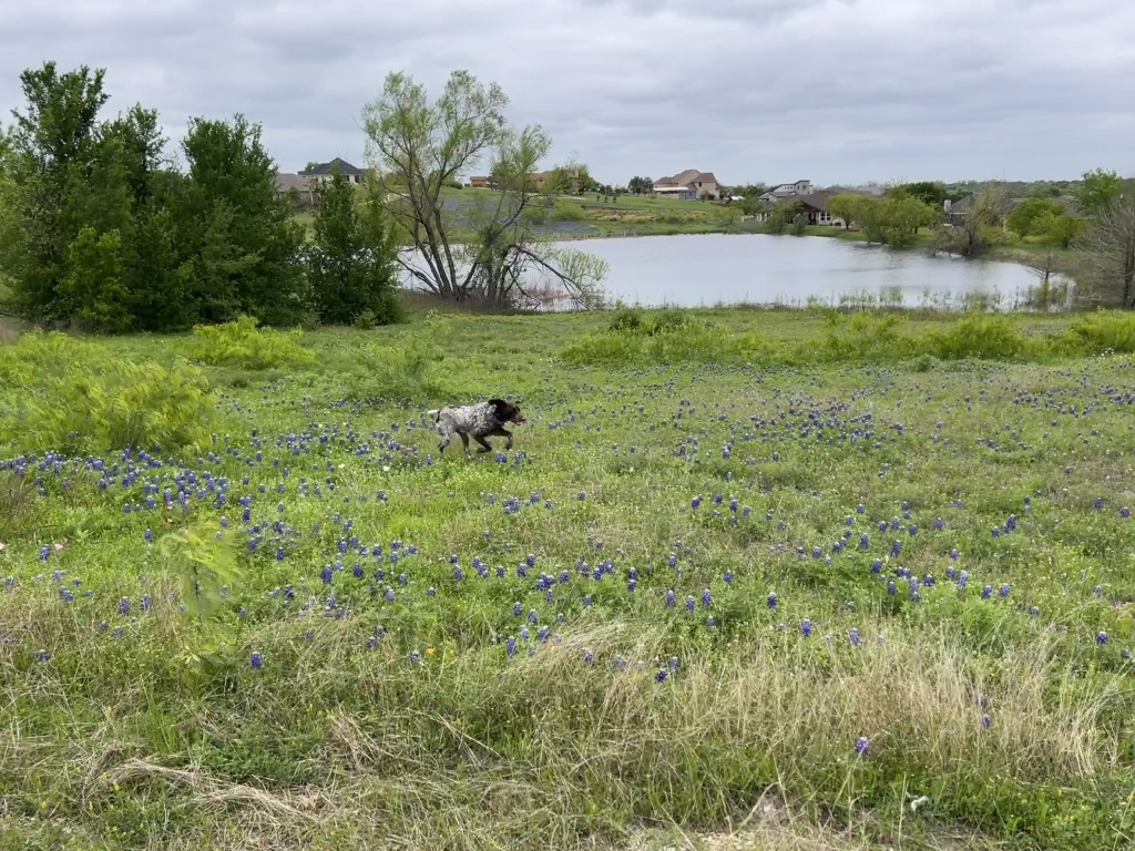 2024/01(January)/Blaze/1024x768_2024-03-25-13-Blaze-Bluebonnets.JPG