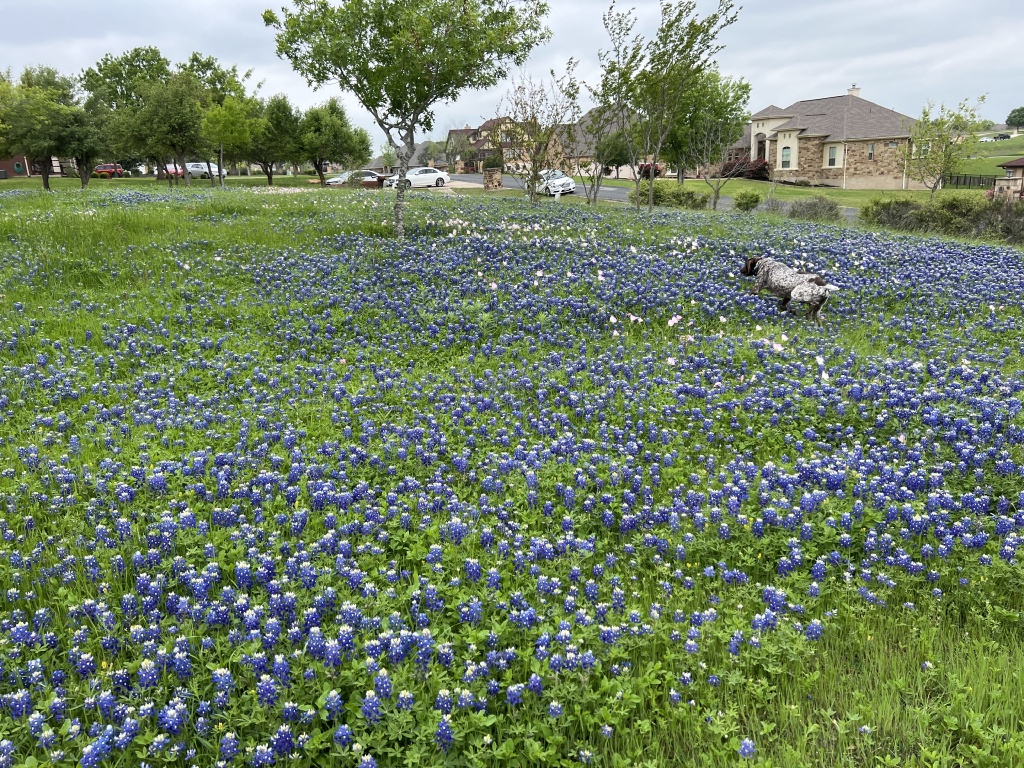2024/01(January)/Blaze/1024x768_2024-03-25-14-Blaze-Bluebonnets.JPG