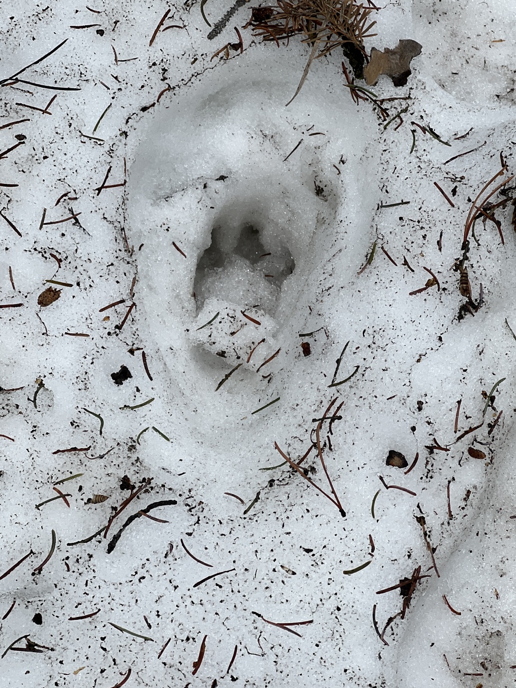 2024-05-18-46-Blaze-footprint.JPG