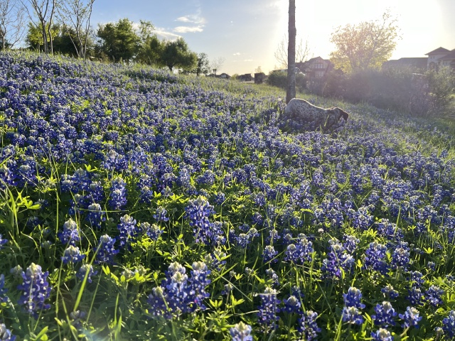 2024/01(January)/Blaze/640x480_2024-03-25-07-Blaze-Bluebonnets.JPG