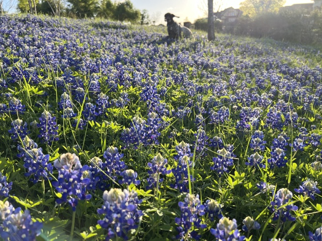 2024/01(January)/Blaze/640x480_2024-03-25-08-Blaze-Bluebonnets.JPG