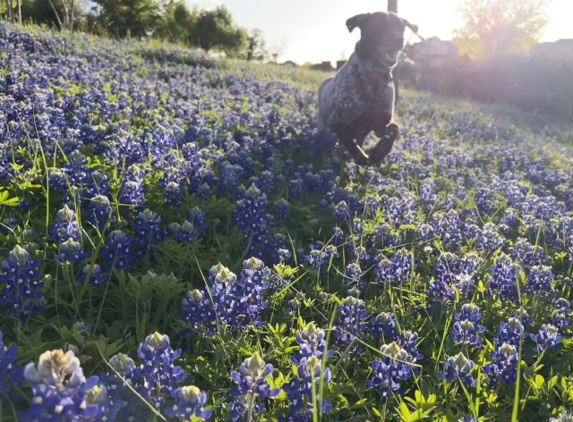 2024/01(January)/Blaze/640x480_2024-03-25-11-Blaze-Bluebonnets.JPG